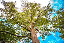 Trusted Radisson, NY  Tree Services Experts