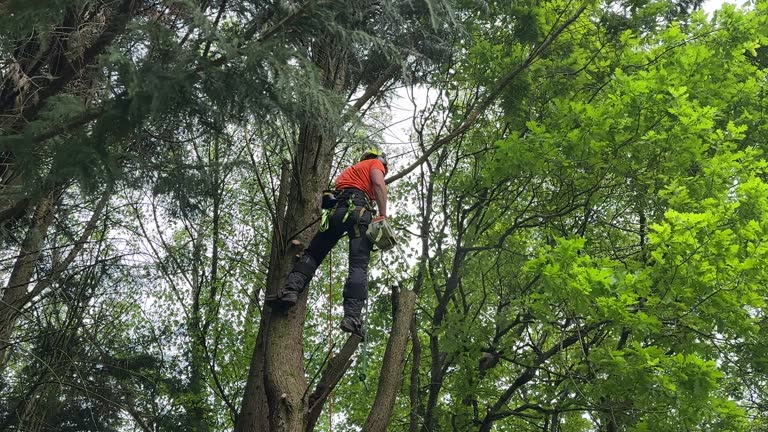 Best Tree Risk Assessment  in Radisson, NY